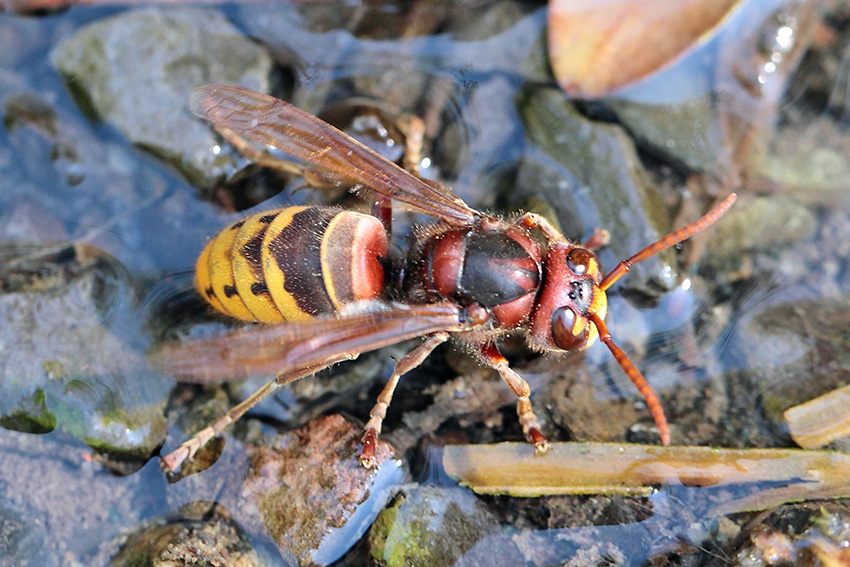 Vespa crabro